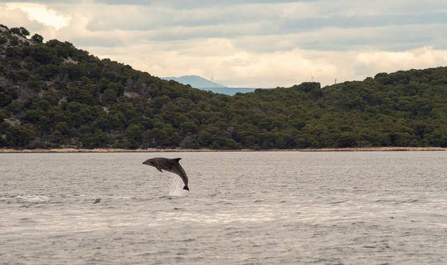 Dolphin jumping close to the lush Lošinj coastline, Croatia