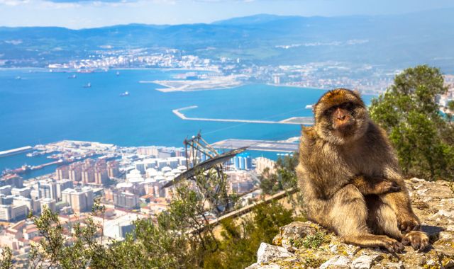 Un singe sur le rocher de Gibraltar surplombant le port