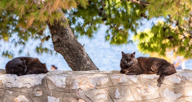 Gato sentado a la entrada de una casa antigua de Hydra