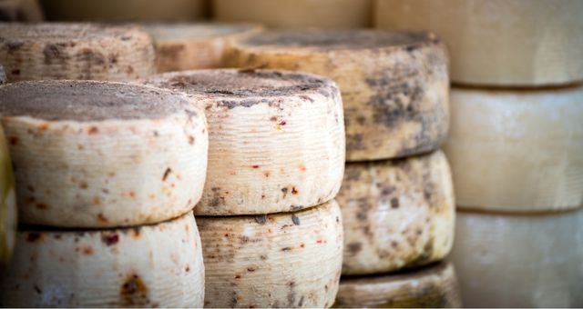 Wheels of matured Sardinian pecorino