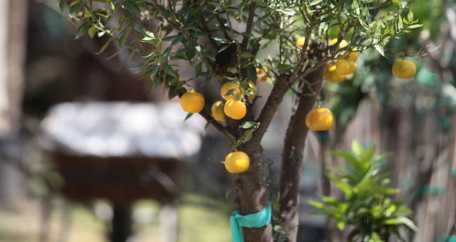 Una pianta di chinotto a Savona con i frutti ancora appesi