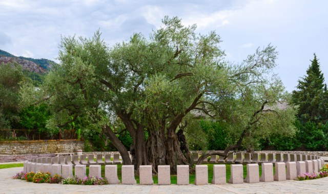 View of Stara Maslina, one of the world's oldest olive trees