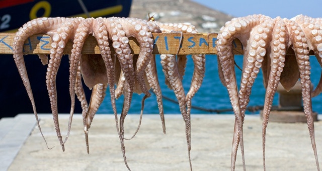 Octopuses drying under the sun in Paros, Greece