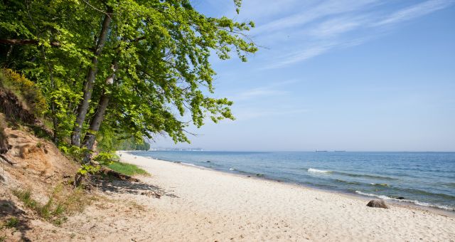 Drzewa na klifowym wybrzeżu Kępy Redłowskiej