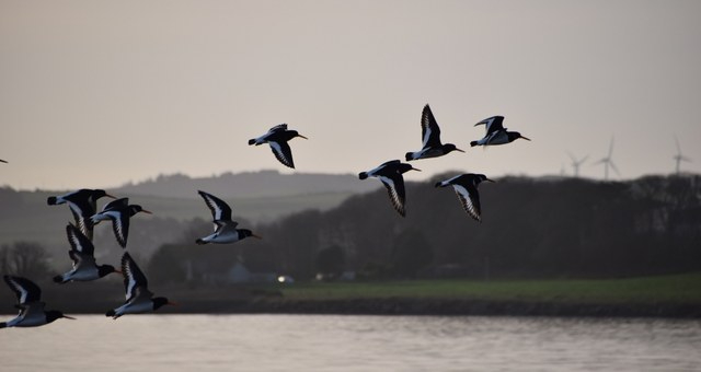 Oystercatchers flying over Loch Ryan near Stranraer, Scotland