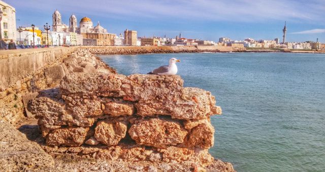 Gaviota descansa en una roca frente al paseo marítimo de Cádiz