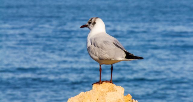 Eine Seemöwe am Hafen Dénia