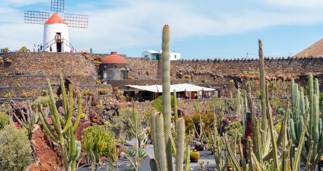 Piante grasse nel Jardín de Cactus di Lanzarote