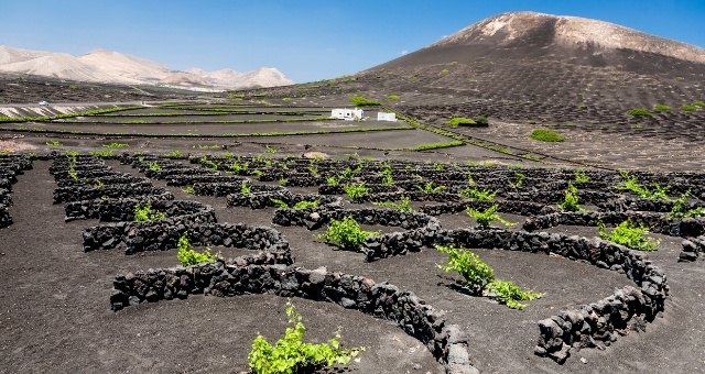 Лозе, покрито с черна вулканична пепел, в района на Ла Херия, Лансароте, Испания