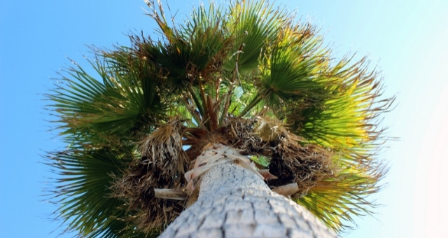 Close-up of the top of a palm tree with its long, slender fronds against a clear blue sky, in Motril, Spain