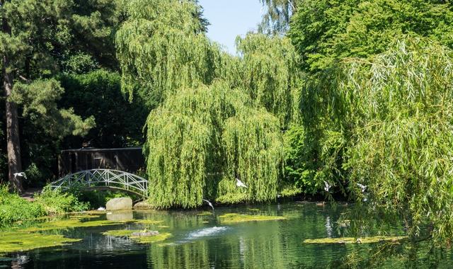 Bridge over a small pond in Trelleborg City Park